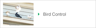 Bird Control