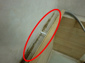 モール裏に堆積した粉体とヒメマキムシ科（黒い点全て）