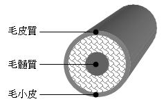 毛髪の構造図