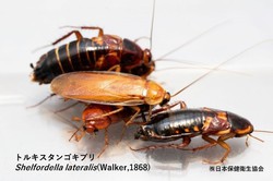 昆虫1-1.jpg