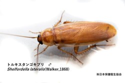 昆虫1-2.jpg
