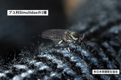 ブユ科Simuliidaeの1種.JPG