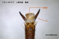 ワモンゴキブリ跗節先端裏.jpg